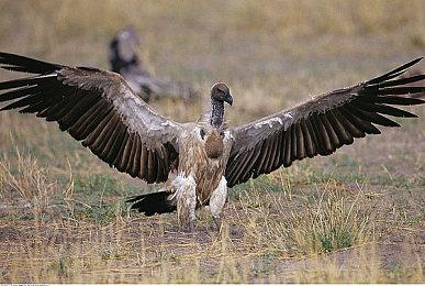 《迷失之刃》旅途再续，DLC“迷失之谷”现已推出